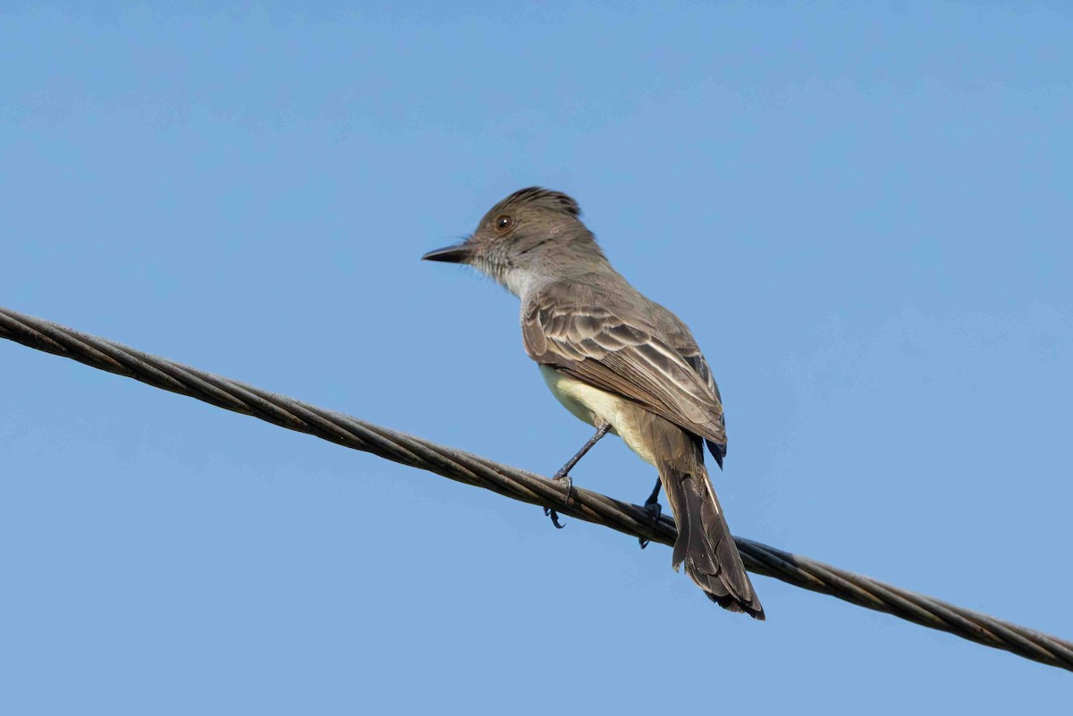 Short-crested Flycatcher - ML641352177