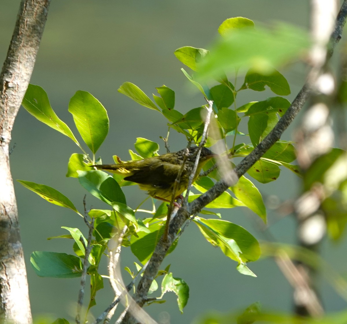 Mourning Warbler - ML641352178