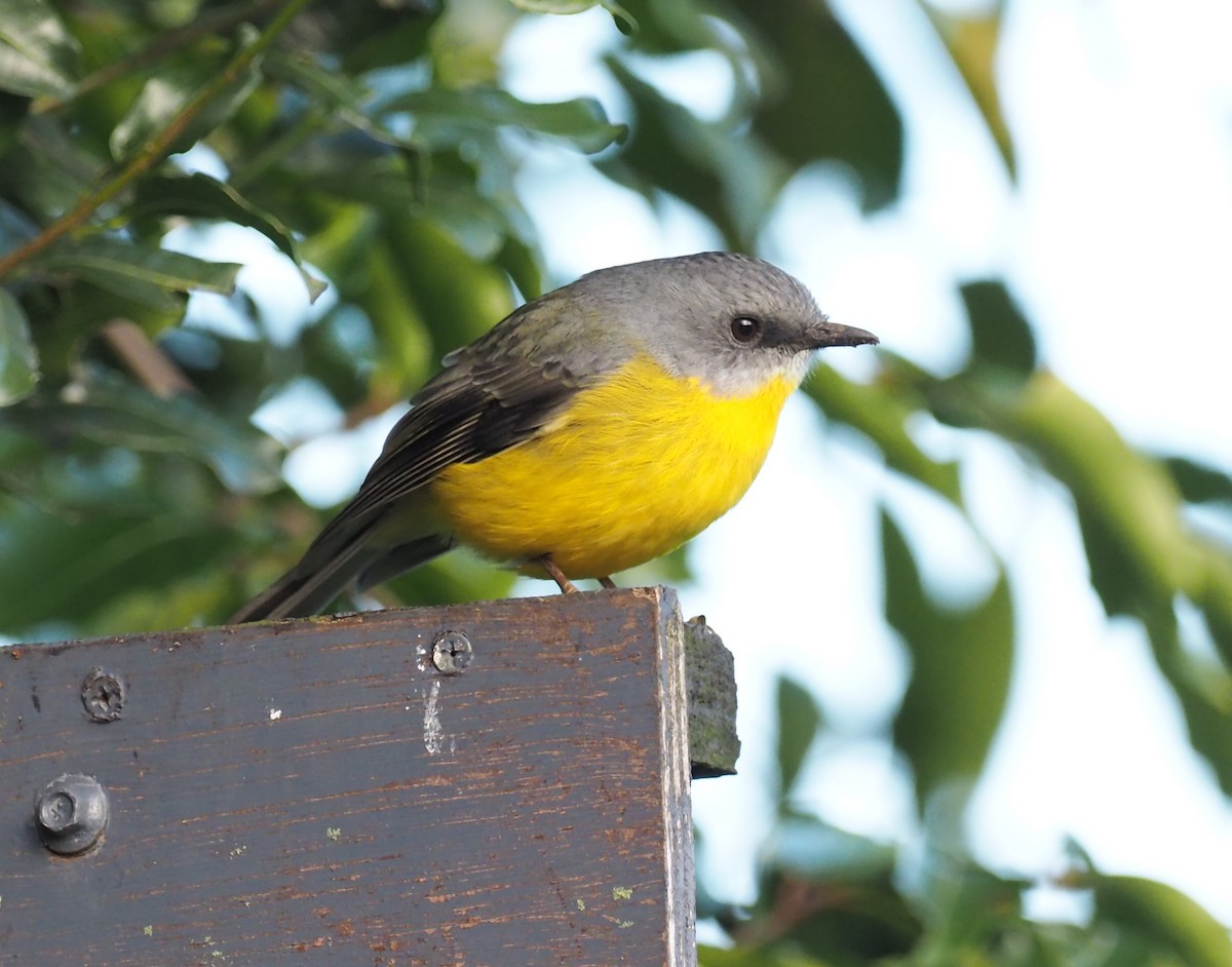 Eastern Yellow Robin - ML641352210