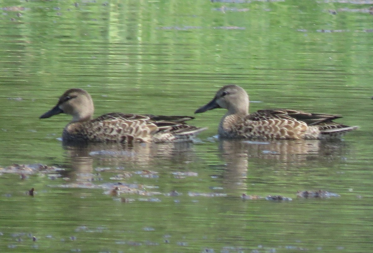 Blue-winged Teal - ML641352218