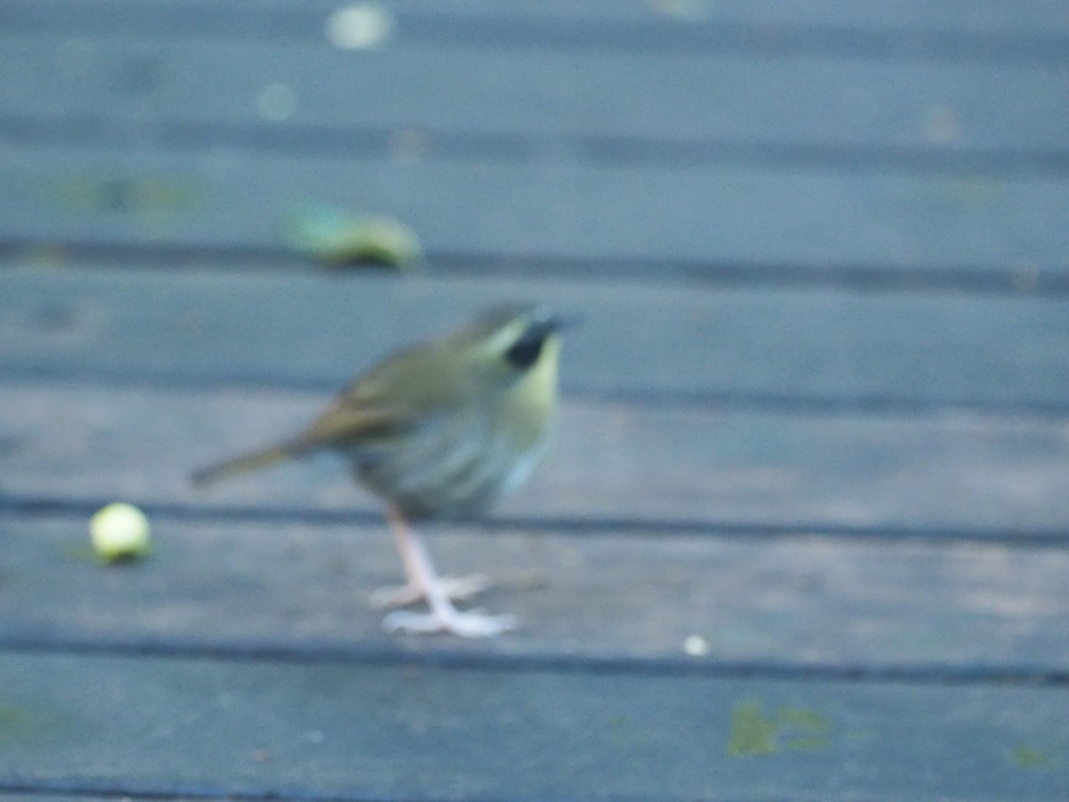 キノドヤブムシクイ - ML641352253