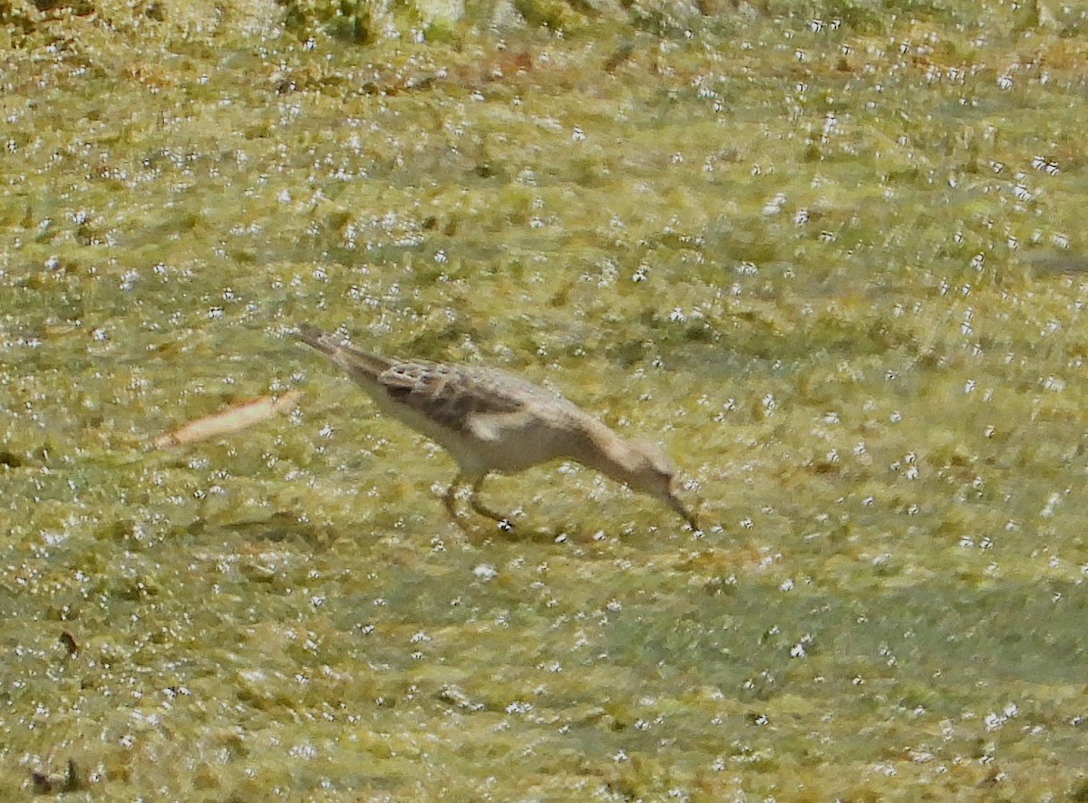 コモンシギ - ML641352256