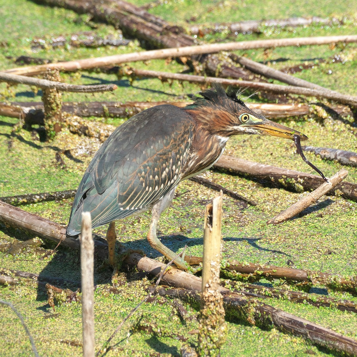 Green Heron - ML641352265