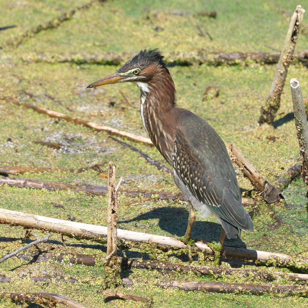 Green Heron - ML641352266