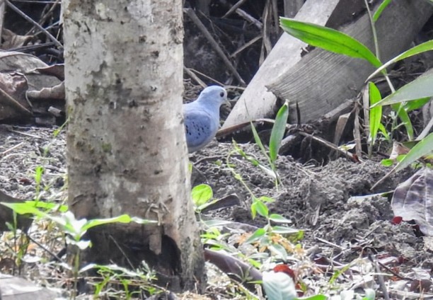 Blue Ground Dove - ML641352282