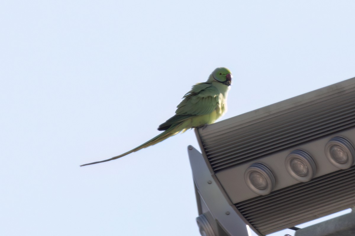 Parrocchetto dal collare - ML641352332