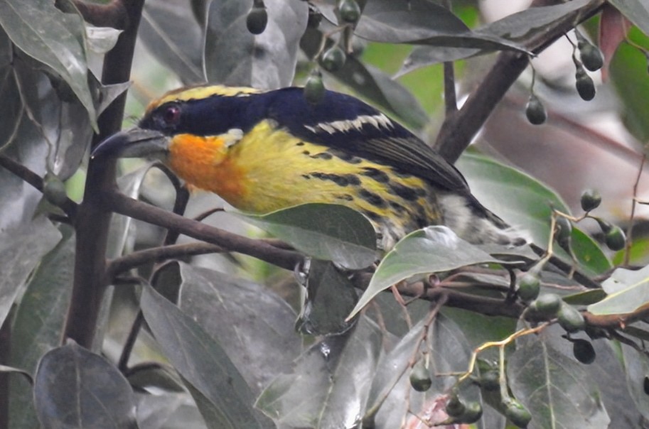Gilded Barbet - ML641352335