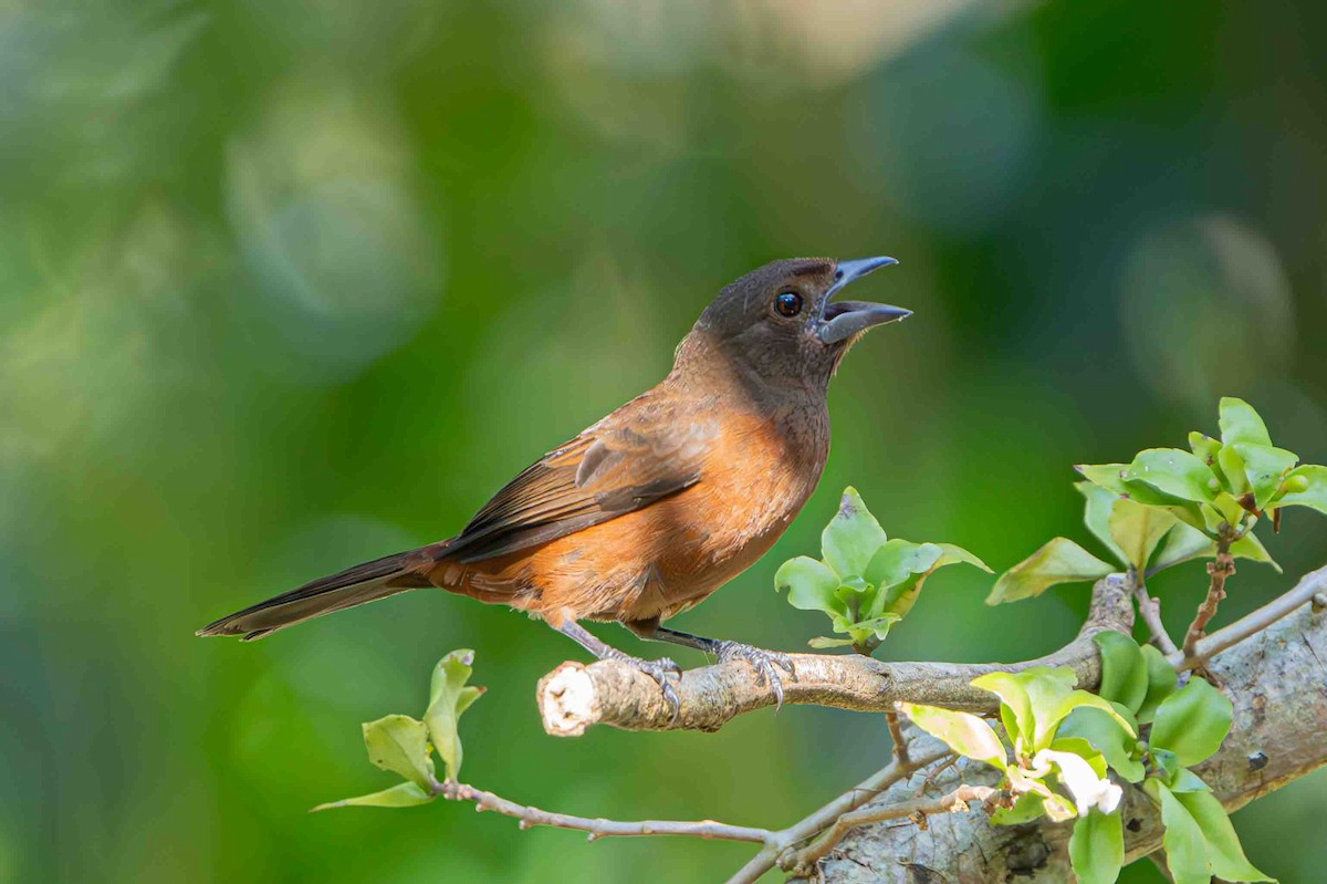 Silver-beaked Tanager - ML641352337
