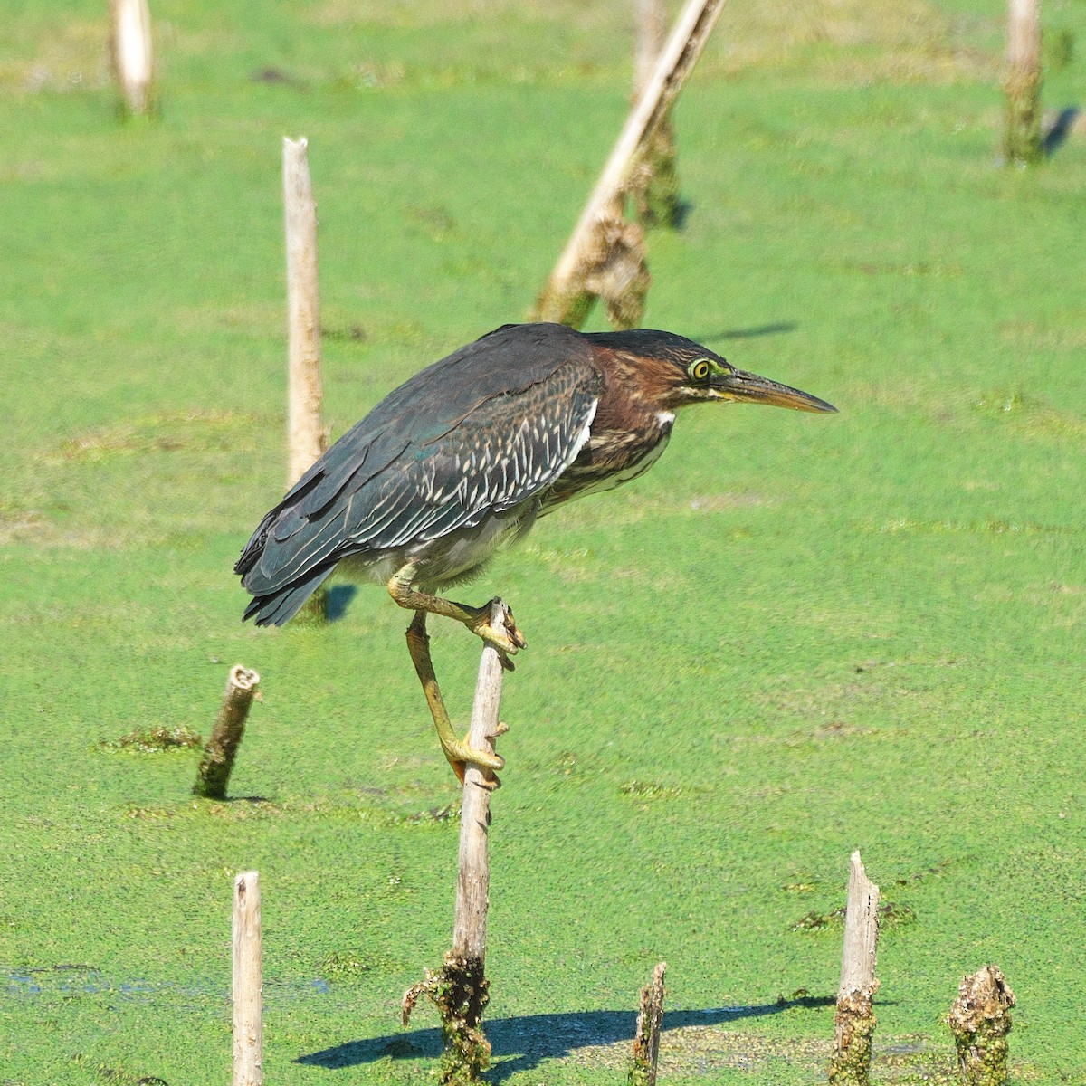 Green Heron - ML641352340