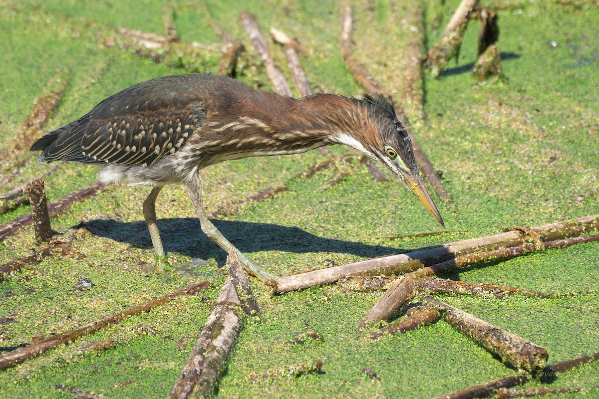 Green Heron - ML641352341
