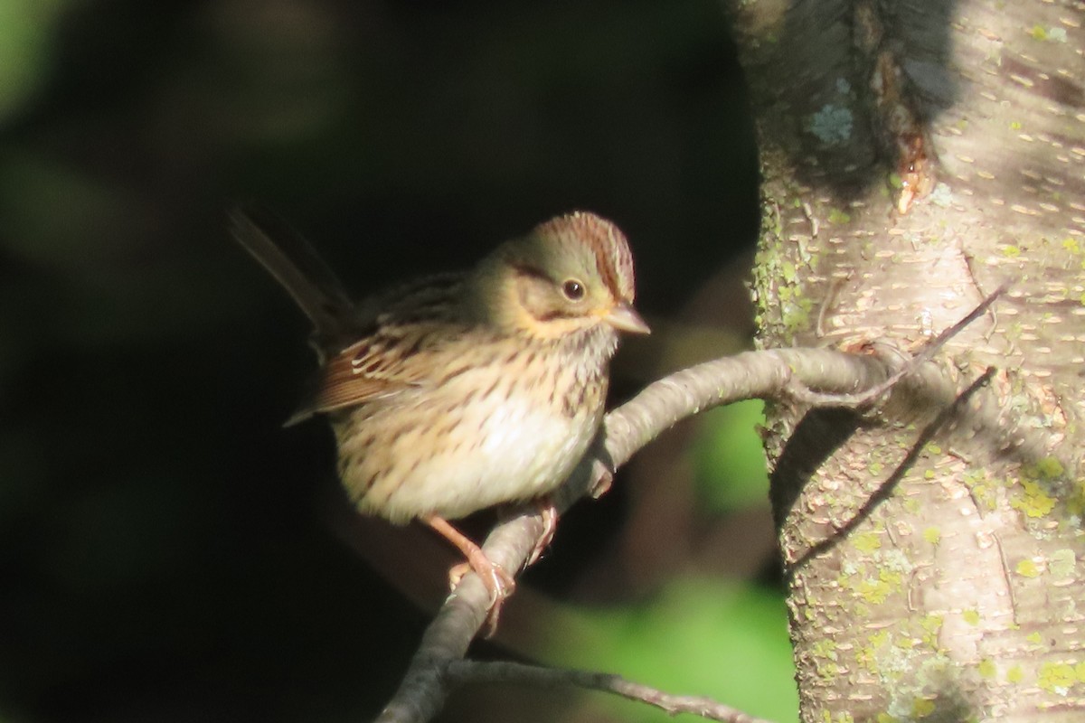 Lincoln's Sparrow - ML641352362