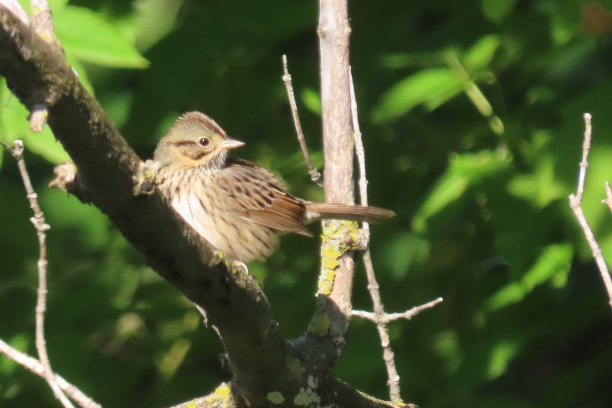 Lincoln's Sparrow - ML641352363