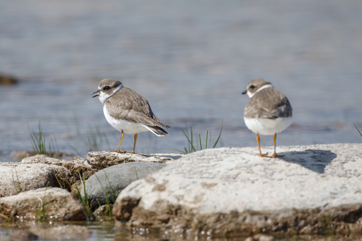 Semipalmated Plover - ML641352389