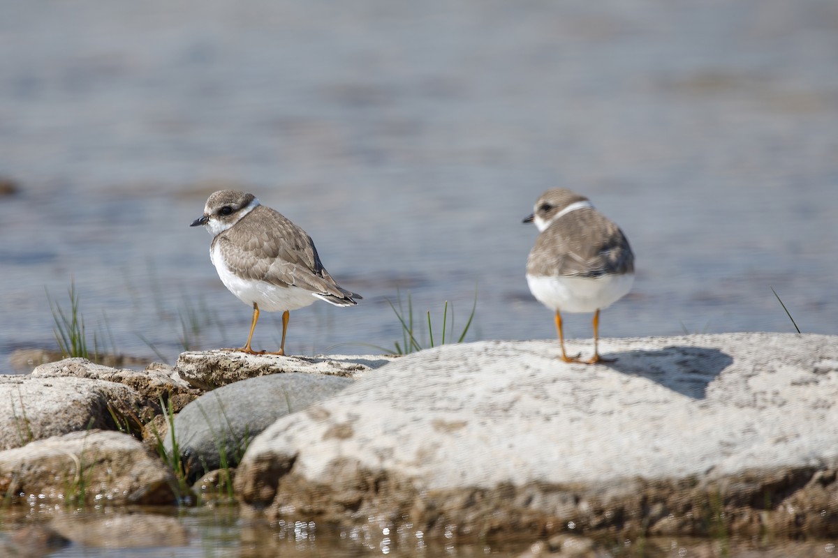 Semipalmated Plover - ML641352390