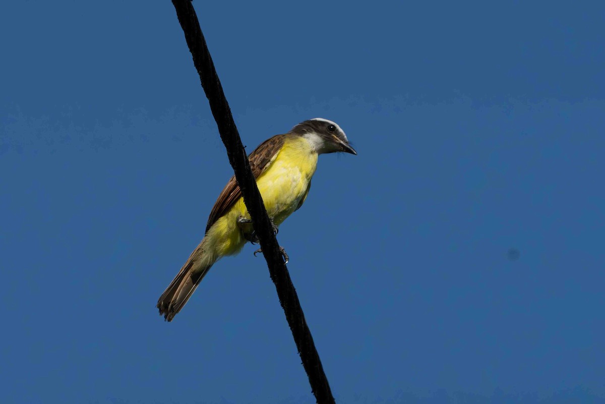 Social Flycatcher - ML641352399