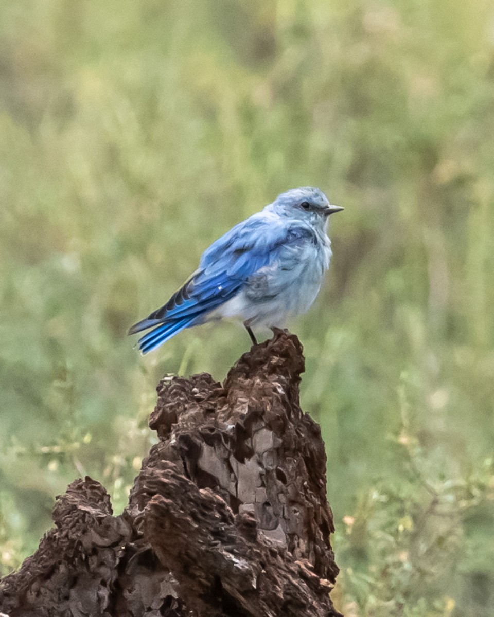 Mountain Bluebird - ML641352406