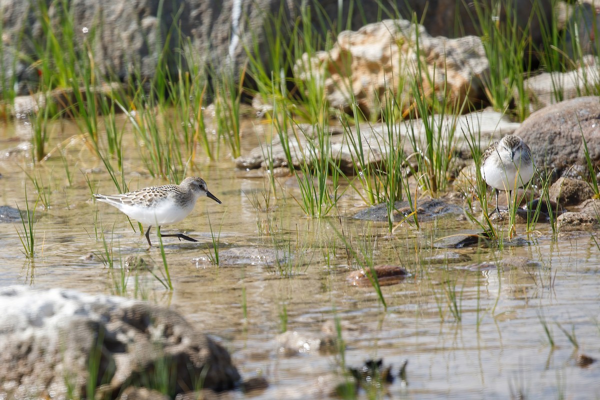 Semipalmated Sandpiper - ML641352435