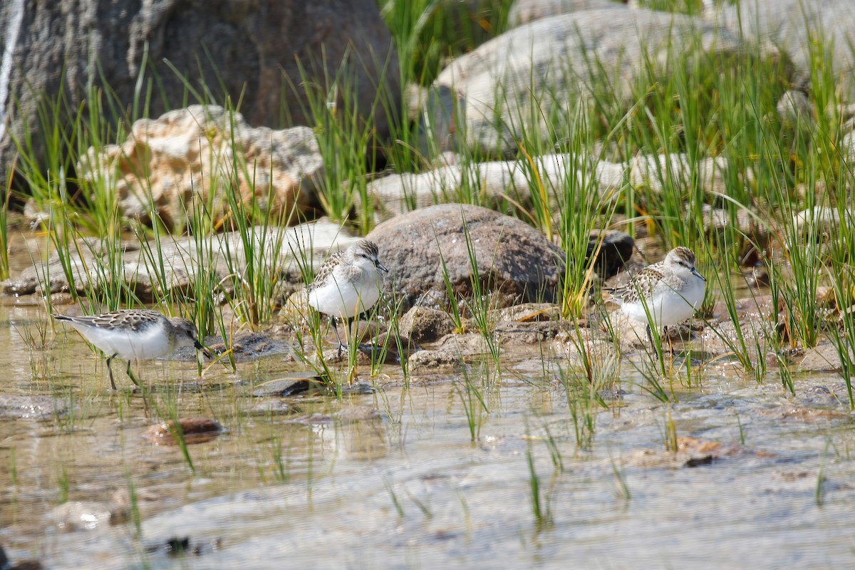 Semipalmated Sandpiper - ML641352436
