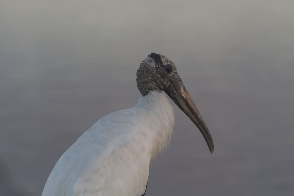 Wood Stork - ML641352452