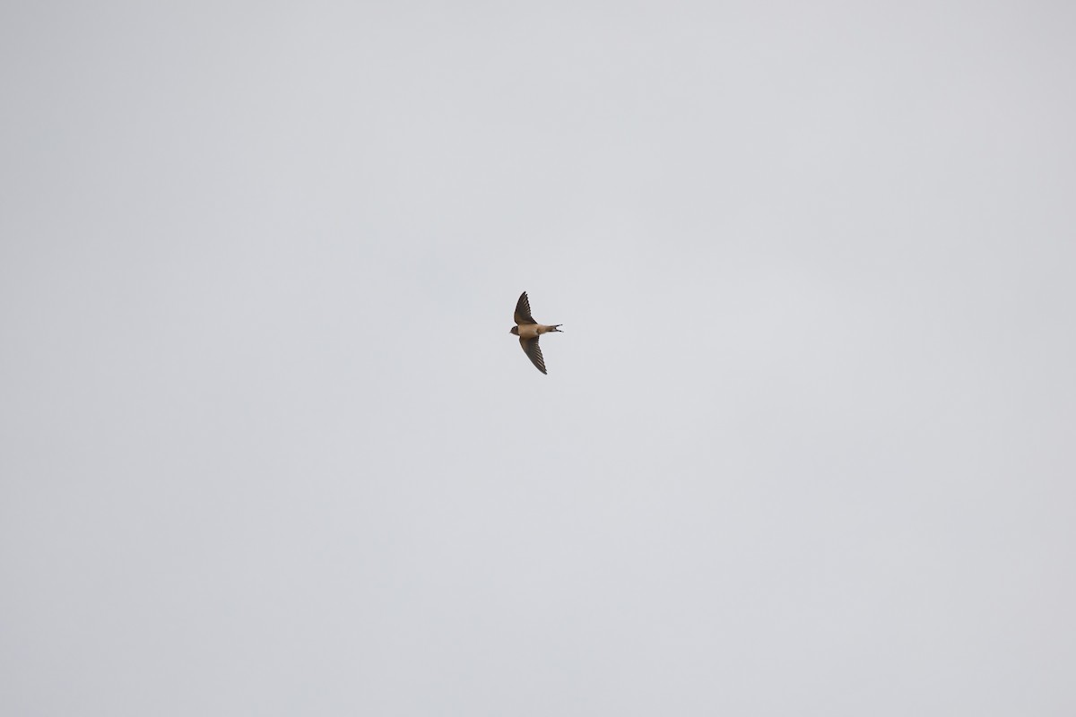 Barn Swallow - ML641352453