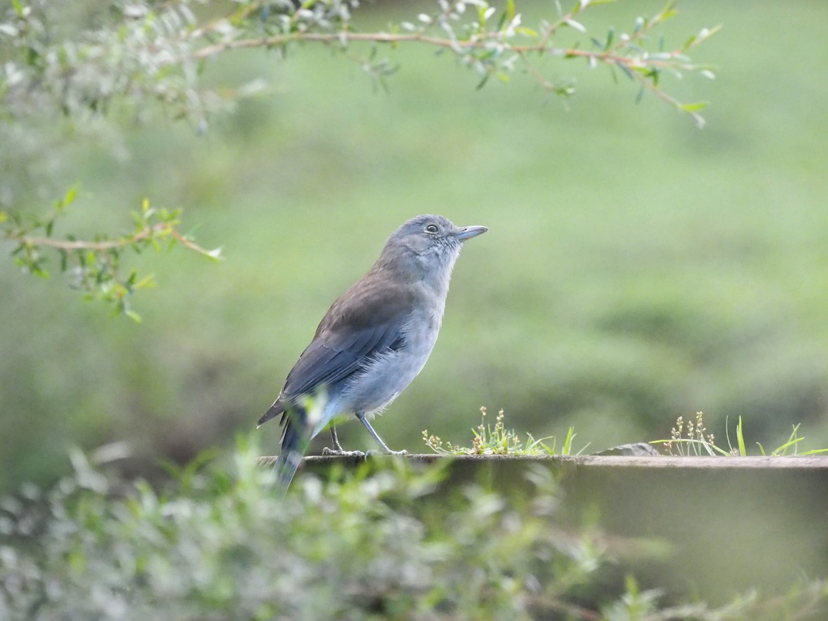 Gray Shrikethrush - ML641352454