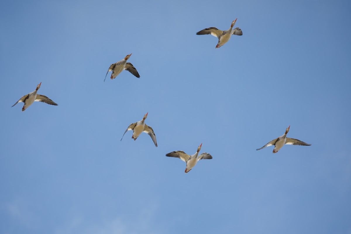 Common Merganser - ML641352473
