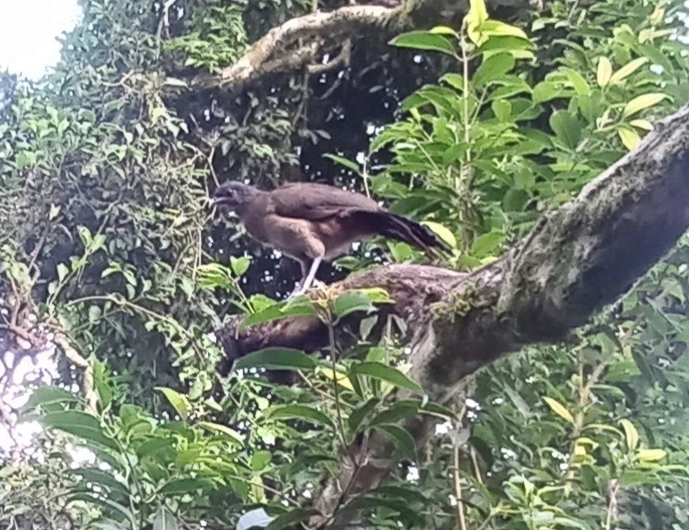 Rufous-vented Chachalaca - ML641352478