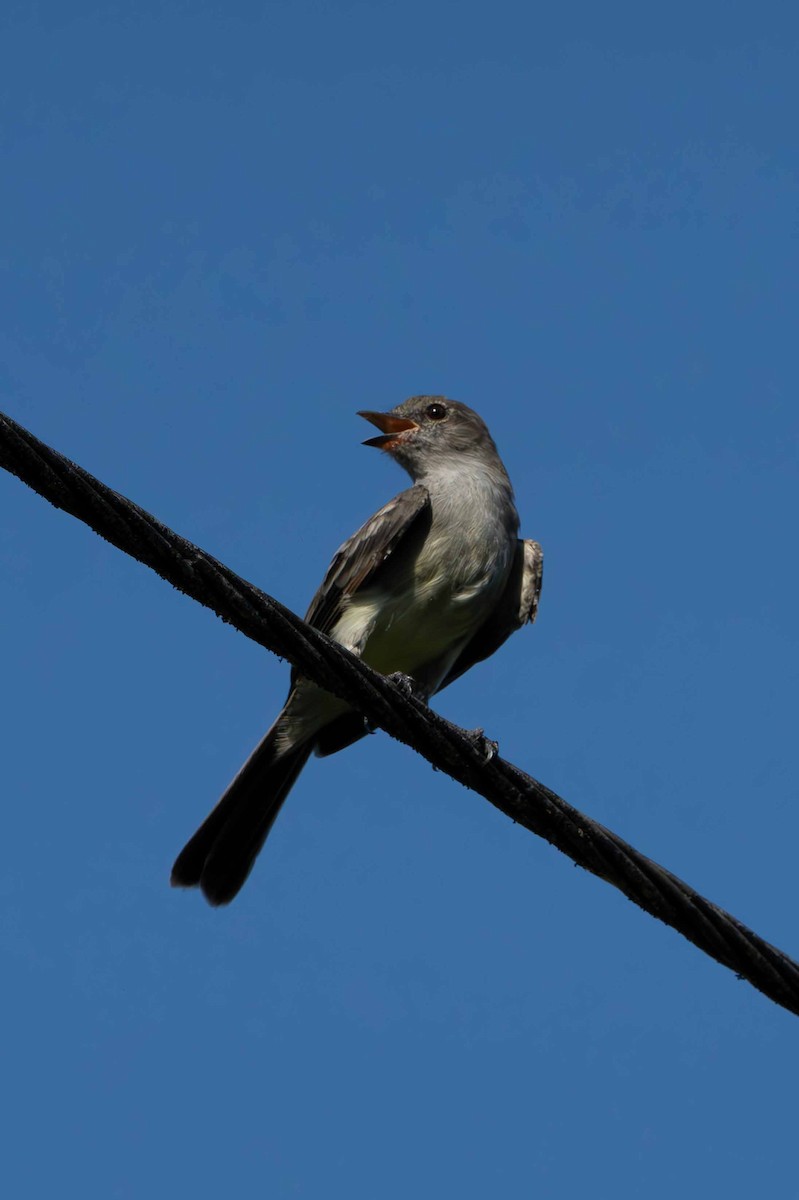 Pale-edged Flycatcher - ML641352481