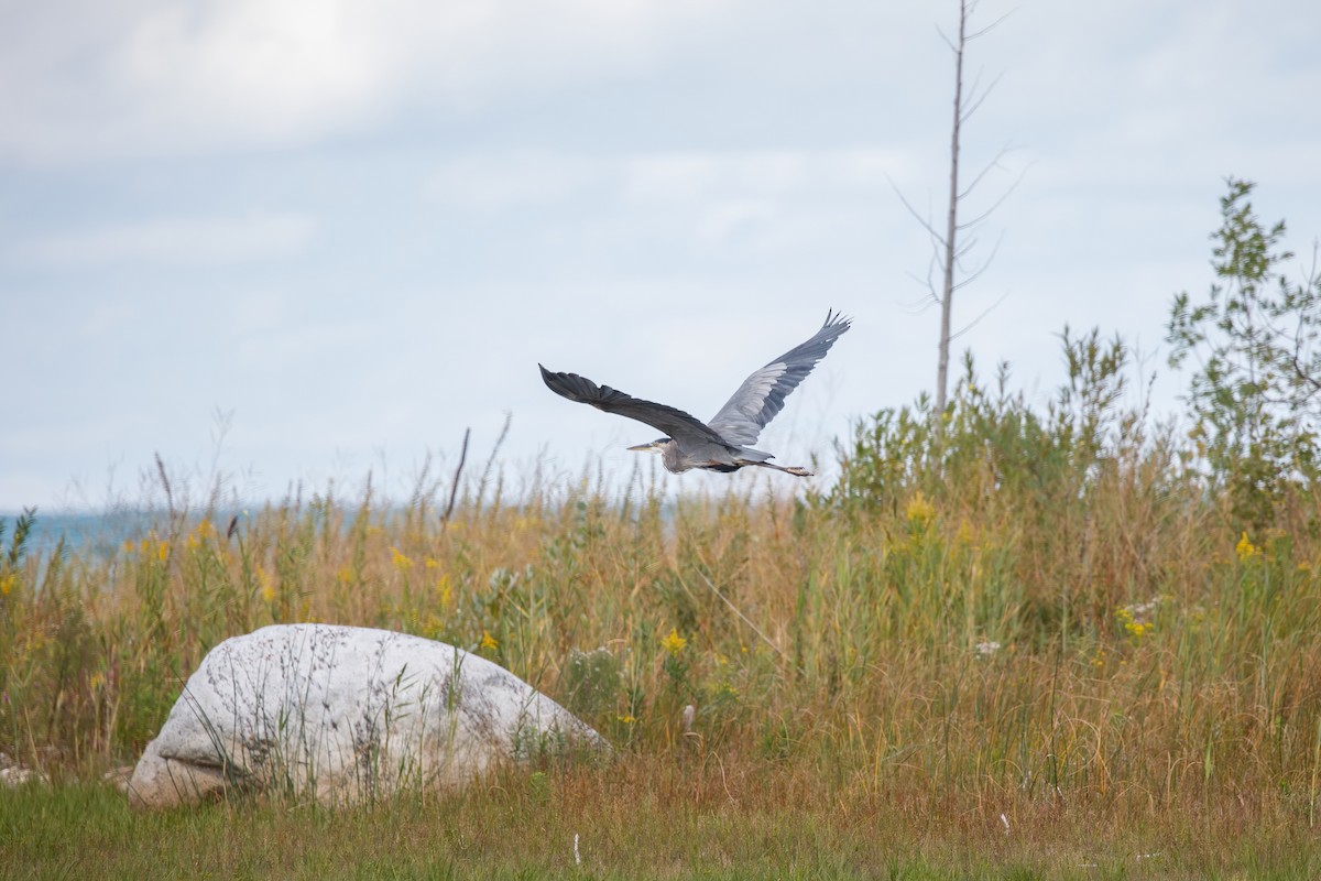 Great Blue Heron - ML641352484