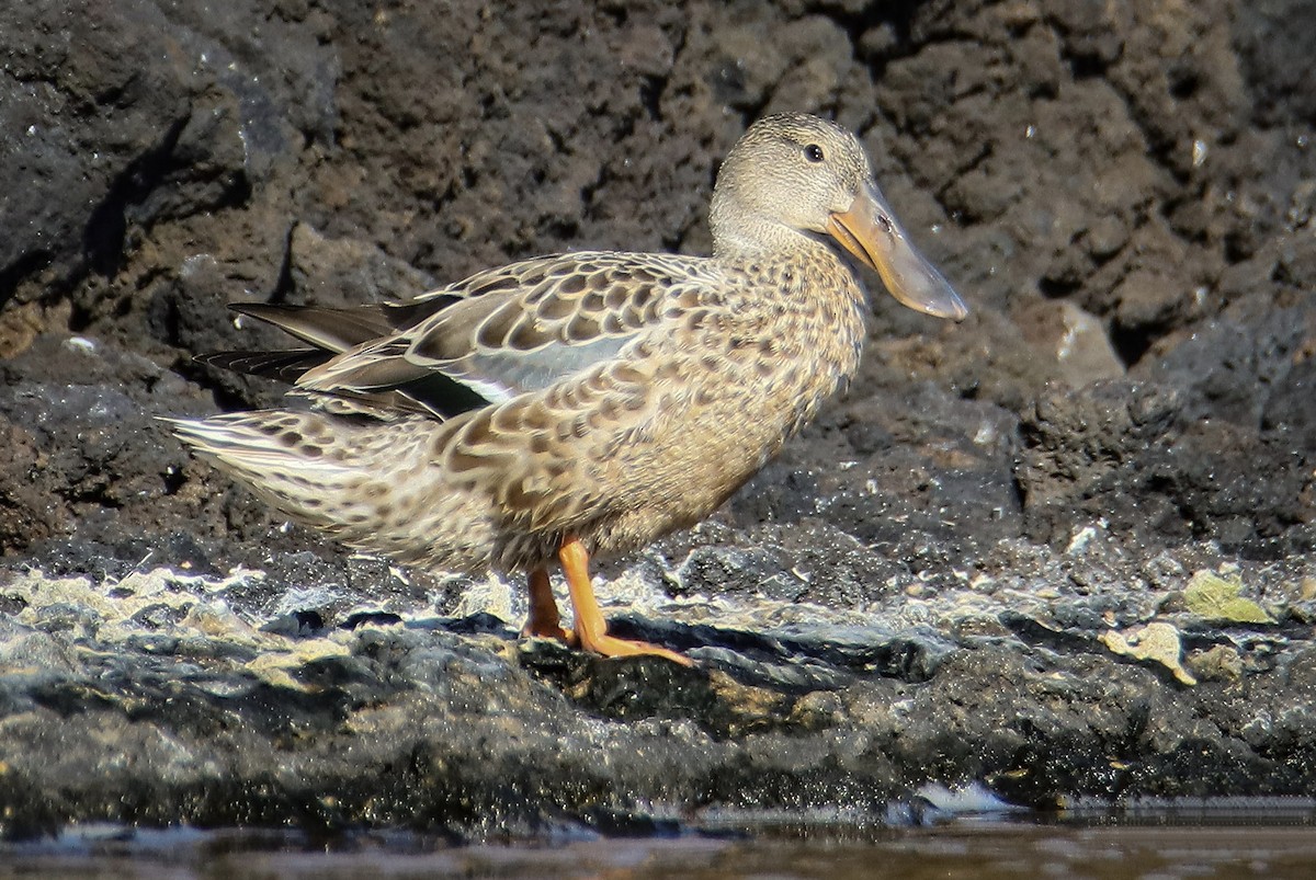 Northern Shoveler - ML641352507