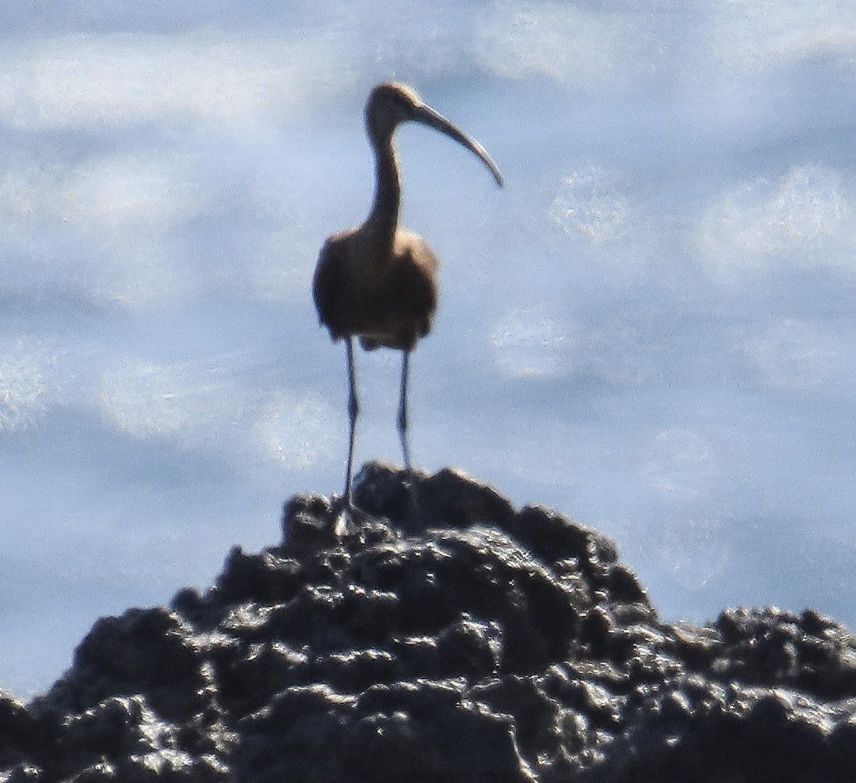 Glossy Ibis - ML641352546