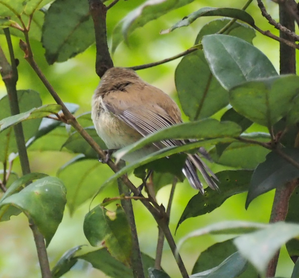 Brown Gerygone - ML641352547