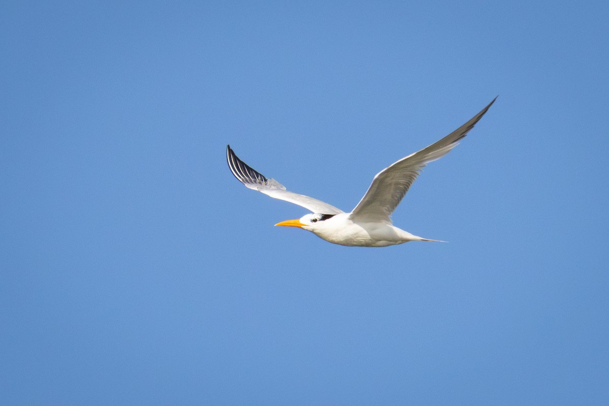 Royal Tern - ML641352552