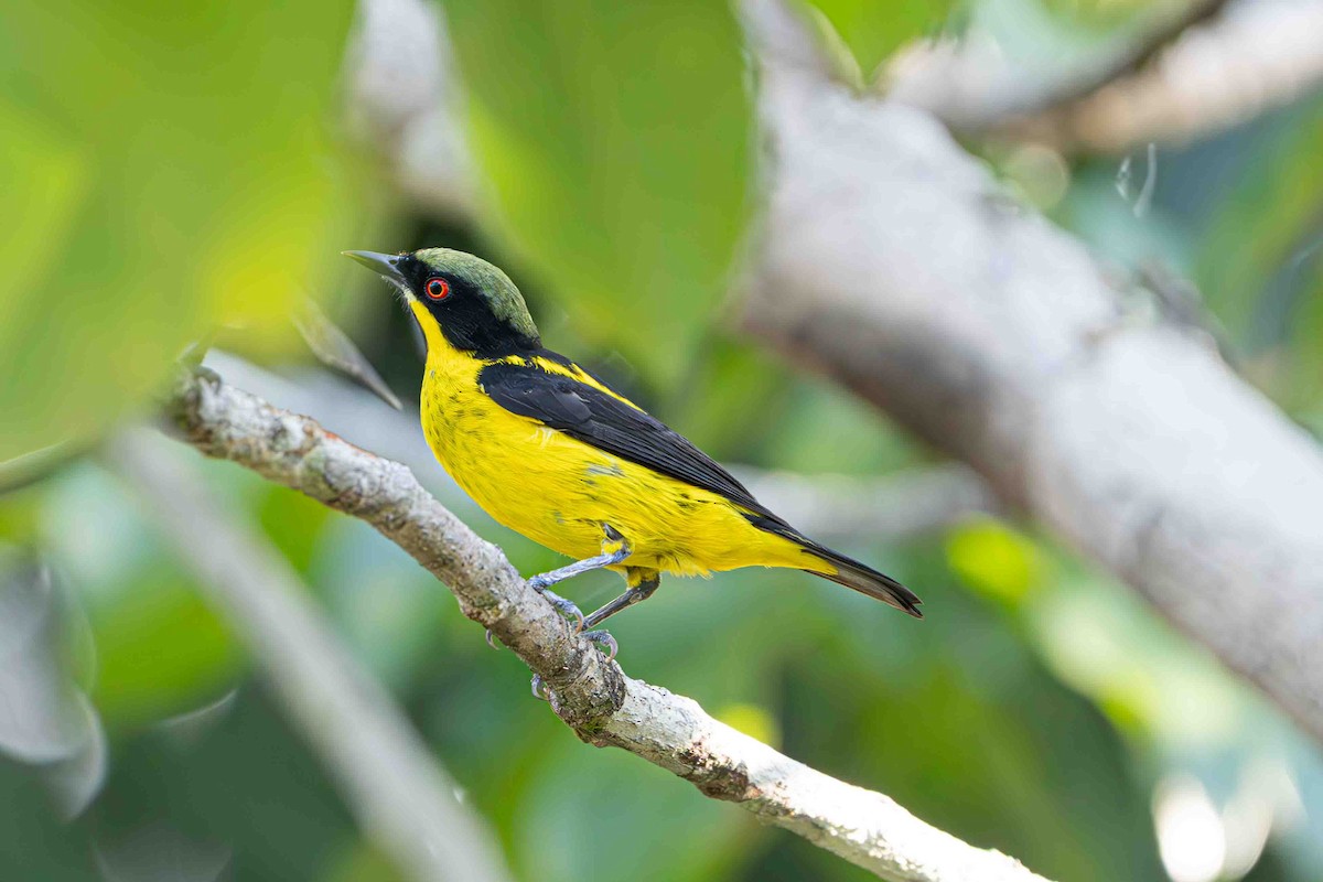 Yellow-bellied Dacnis - ML641352556