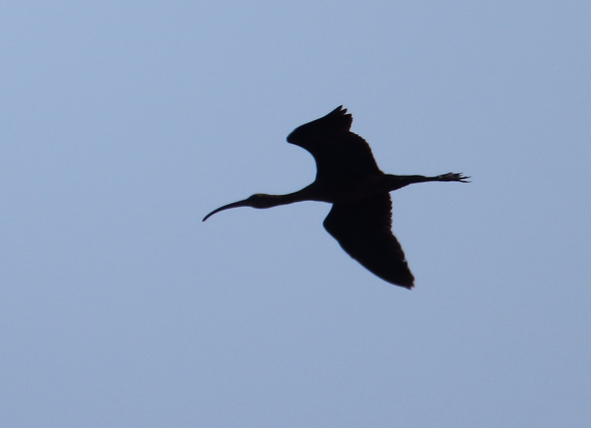 Glossy Ibis - ML641352561