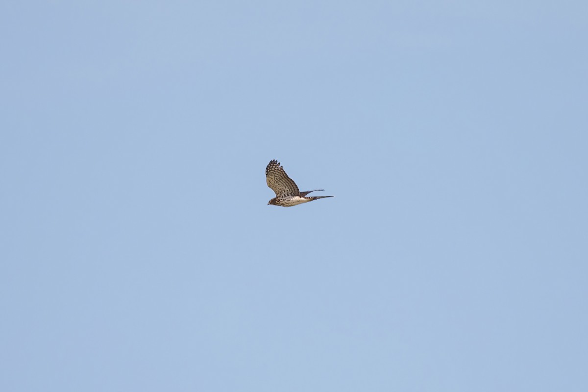 Cooper's Hawk - ML641352596