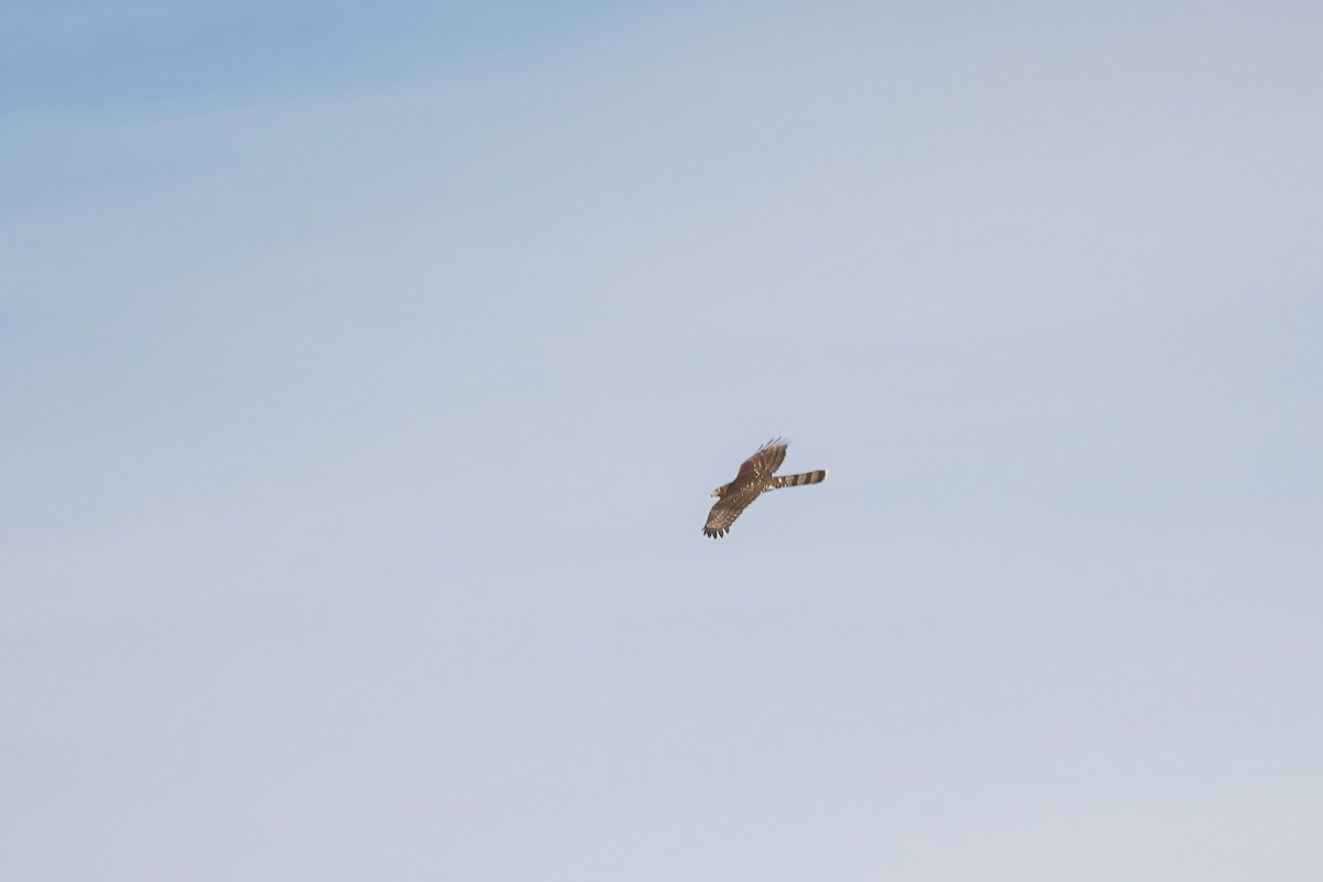 Cooper's Hawk - ML641352597
