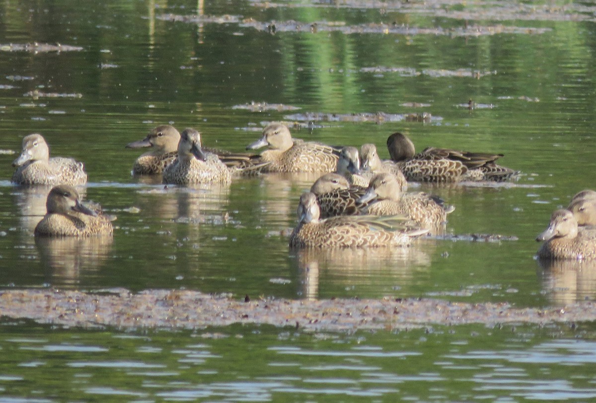 Blue-winged Teal - ML641352630