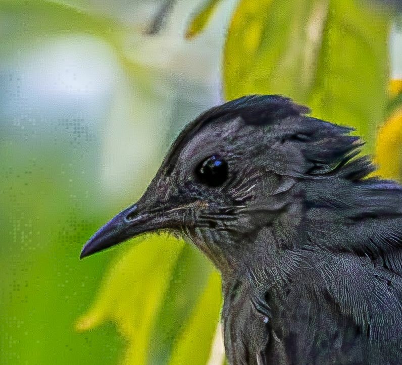 kattespottefugl - ML641352635