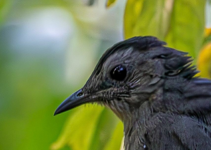 kattespottefugl - ML641352637