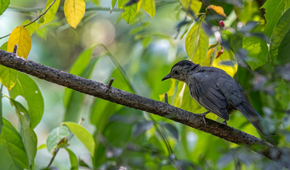 kattespottefugl - ML641352638