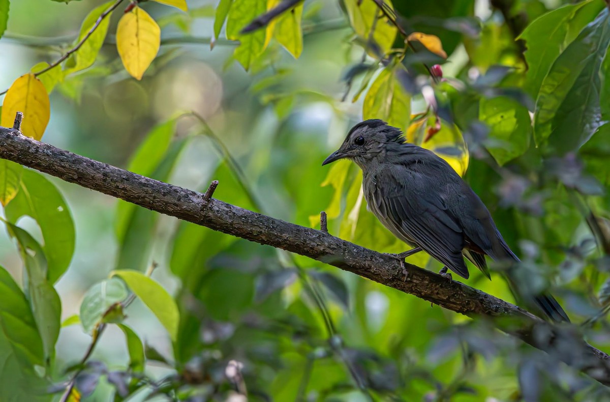 kattespottefugl - ML641352639