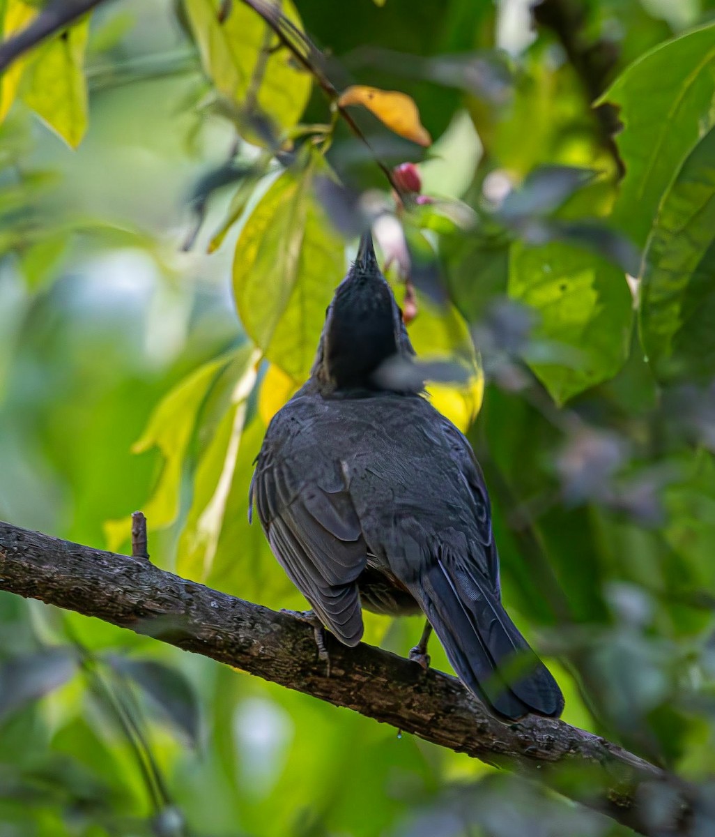 kattespottefugl - ML641352640