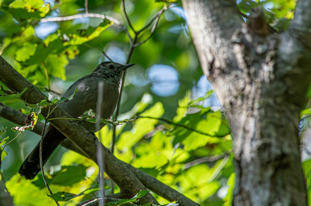 kattespottefugl - ML641352643