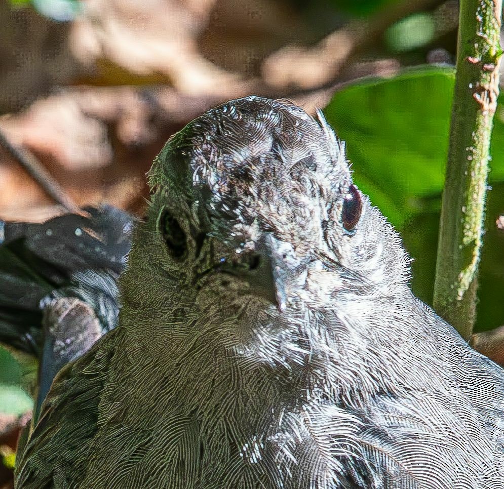 kattespottefugl - ML641352644