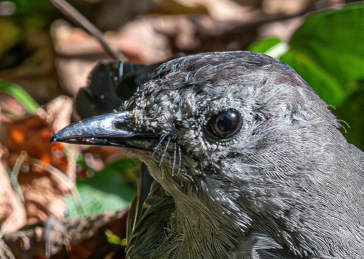 kattespottefugl - ML641352646