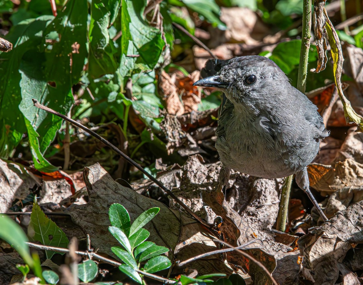 kattespottefugl - ML641352647