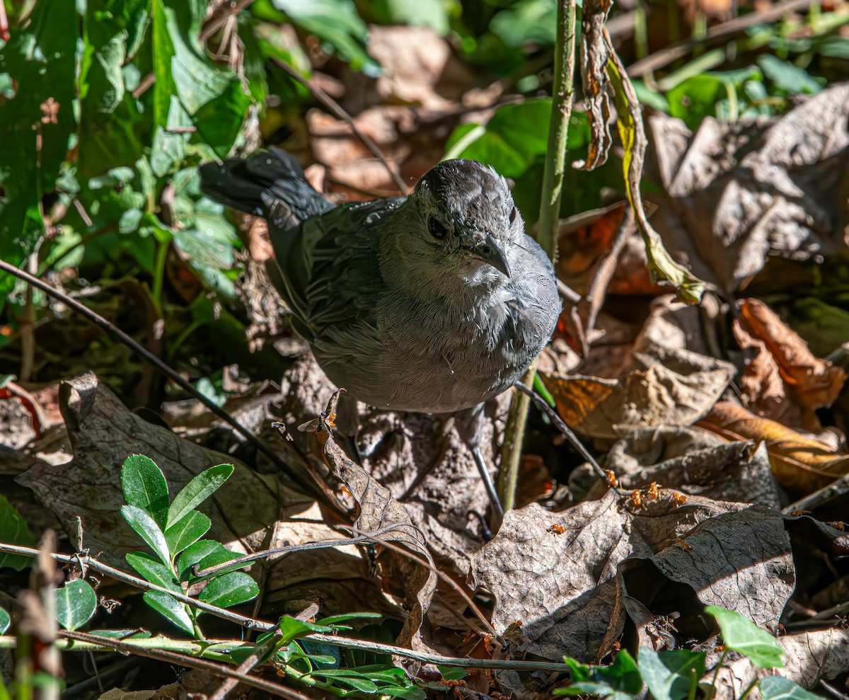 kattespottefugl - ML641352648