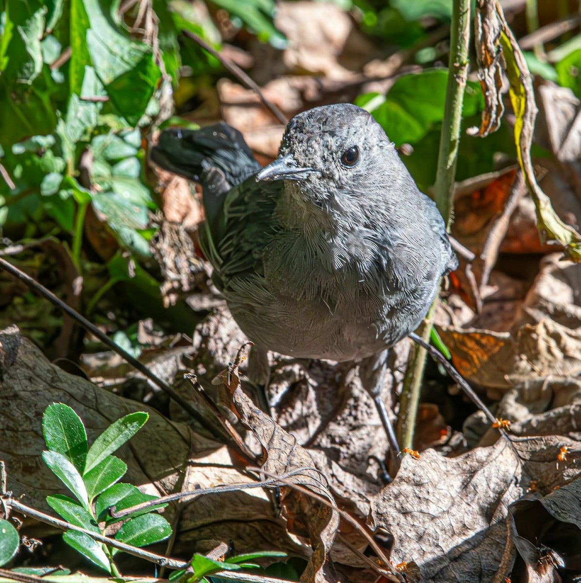 kattespottefugl - ML641352649