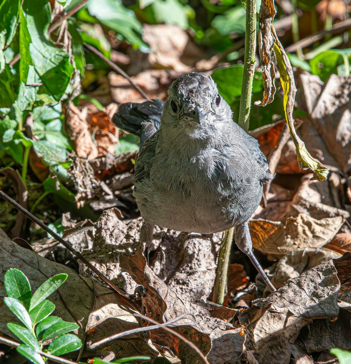 kattespottefugl - ML641352650